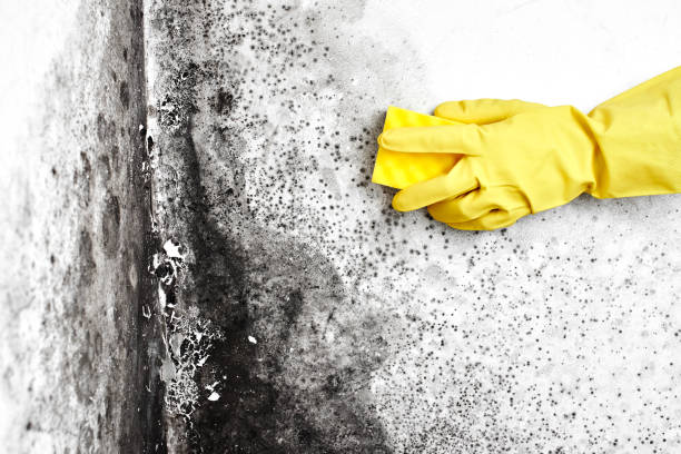 Best Black Mold Remediation in New Castle, CO