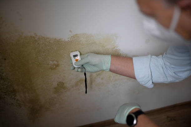 Best DIY Mold Remediation Support Services in New Castle, CO