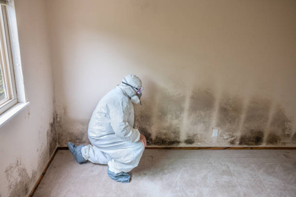 Best Post-Flood Mold Remediation in New Castle, CO